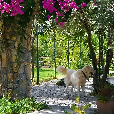 Olive Farm Of (adults Only) Hotel Datca