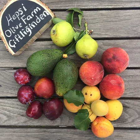 ホテル Olive Farm Of (adults Only)